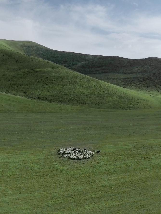 The difference between Icelandic sheepskin and Tuscany