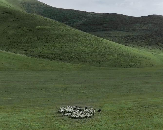 The difference between Icelandic sheepskin and Tuscany