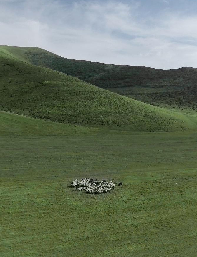 The difference between Icelandic sheepskin and Tuscany